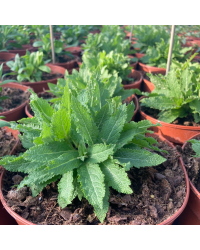 Salvia x superba ostfriesland
