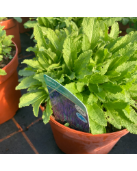 Salvia x superba ostfriesland