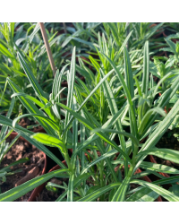 Campanule Muralis Muralis