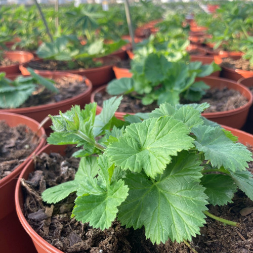 Geum Coccineum Orange Queen