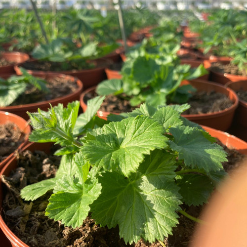 Geum Coccineum Orange Queen