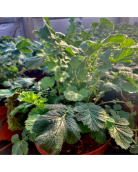 GEUM CHILOENSE FEUERBALL Mrs bradshaw