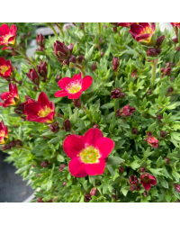 Saxifraga arendsii rouge