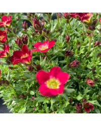 Saxifraga arendsii rouge