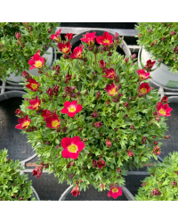 Saxifraga arendsii rouge