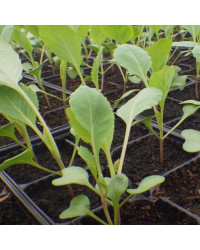 Brocoli Marathon