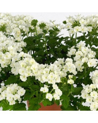 Verbena Blues Lime White