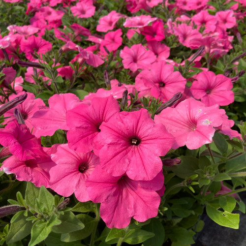 Petunia Pacta Parade Pink Rose