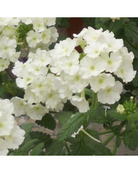 Verbena Blues Lime White