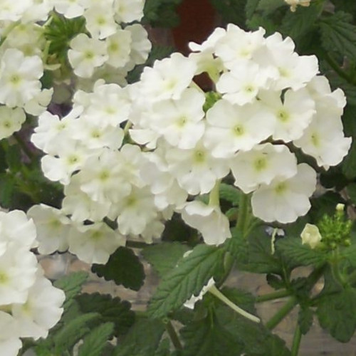 Verbena Blues Lime White