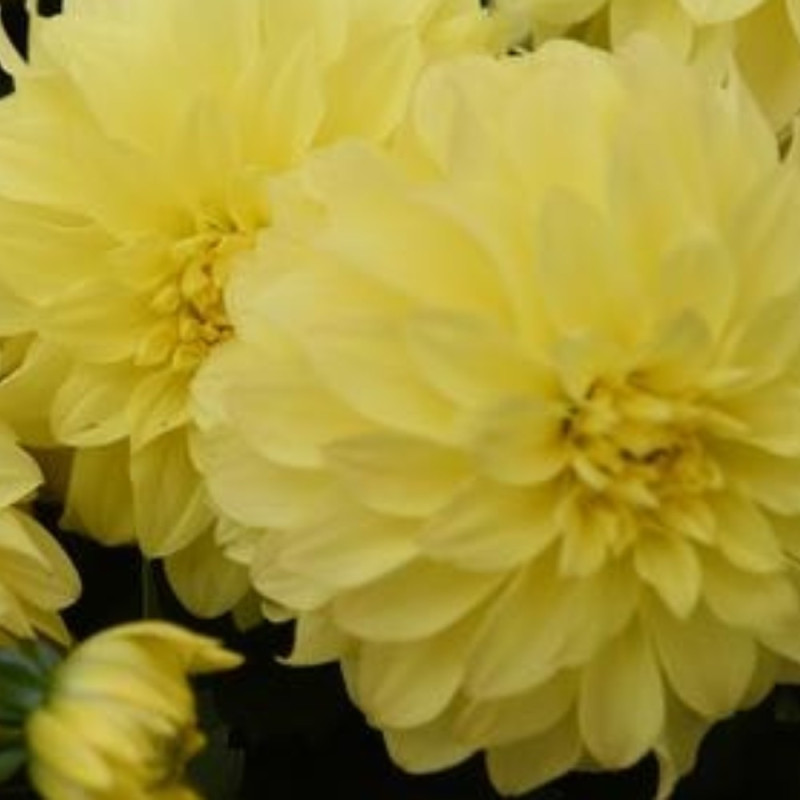 Dahlia Hypnotica Yellow - Coclicoh.com