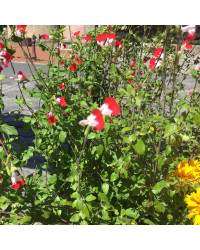 Sauge Greggii Hot Lips Rouge
