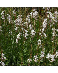 Gaura Lindheimeri Geyser Blanc