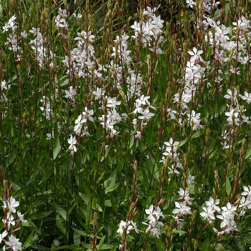 Gaura Lindheimeri Geyser Blanc