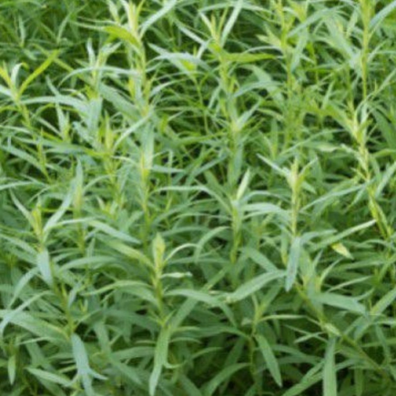 Acheter Estragon Français Pfefferkorn sur