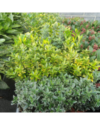 Euonymus Mélange