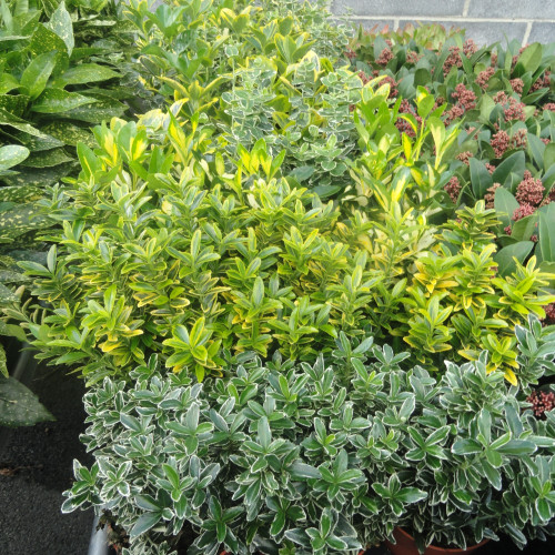 Euonymus Mélange