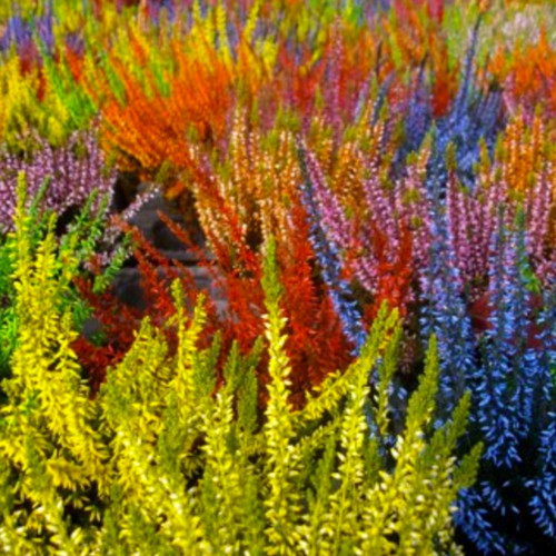 4 Bruyères Calluna Coloris Mélangés