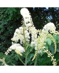 Actée Cimifuga White Pearl