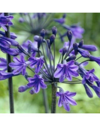 Agapanthe Agapanthus Back In Black