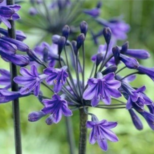 Agapanthe Agapanthus Back In Black