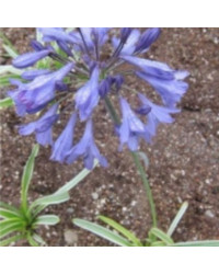 Agapanthe Agapanthus Sivermoon