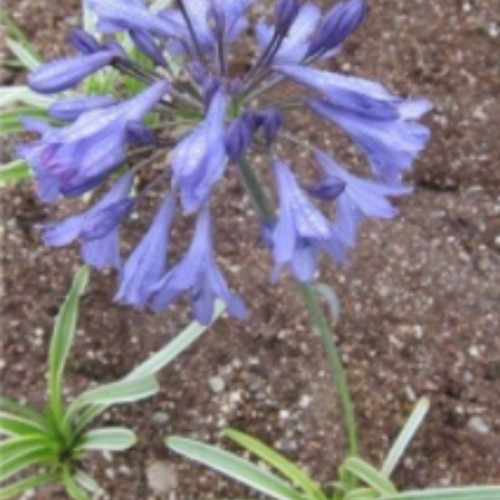 Agapanthe Agapanthus Sivermoon