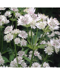 Astrantie Astrantia Major Star Of Billion