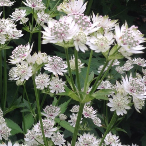 Astrantie Astrantia Major Star Of Billion