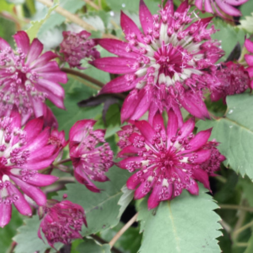 Astrantie Major Midnight Owl