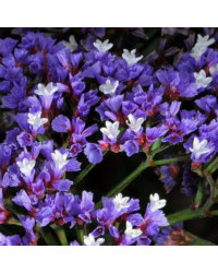 Statice Limonium Blue Velvet