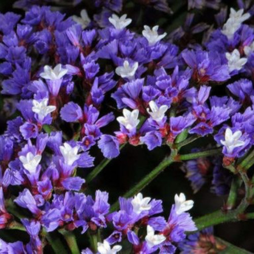 Statice Limonium Blue Velvet