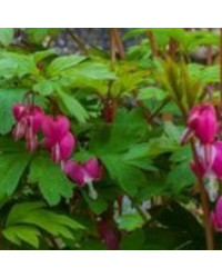 Dicentre Dicentra Love Hearts