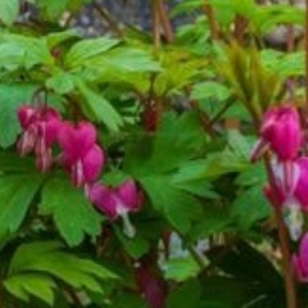 Dicentre Dicentra Love Hearts