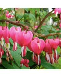 Coeur de Marie Dicentra Spectabilis
