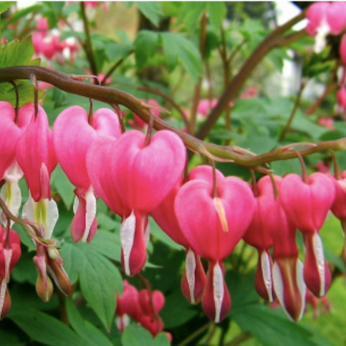 Coeur de Marie Dicentra Spectabilis