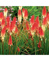 Kniphollia Uvaria Popsicle Orangee Vanillia