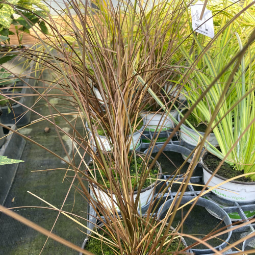 Carex Laîche Bronze de Nouvelle Zélande