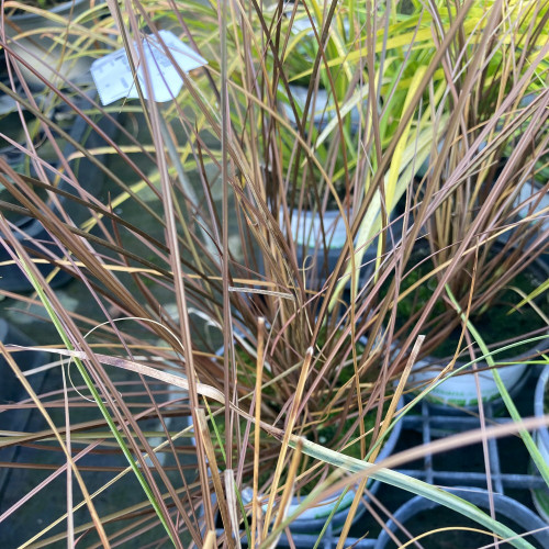 Carex Laîche Bronze de Nouvelle Zélande