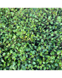 Muehlenbeckia Complexa Cheveux d'Ange
