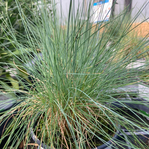 Festuca Elijah Blue