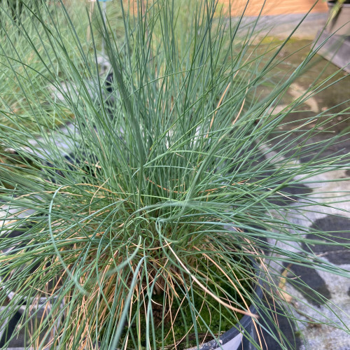 Festuca Elijah Blue