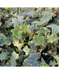 Lierre Hedera Helix Yellow Rippel