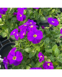 Aubrietes Gracilis Kitte Blue