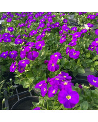Aubrietes Gracilis Kitte Blue