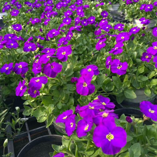 Aubrietes Gracilis Kitte Blue