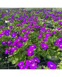 Aubrietes Gracilis Kitte Blue