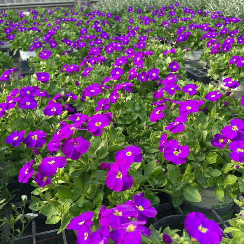 Aubrietes Gracilis Kitte Blue