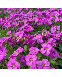 Aubrieta axcent antique rose