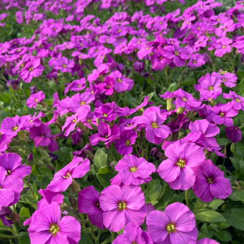 Aubrieta axcent antique rose